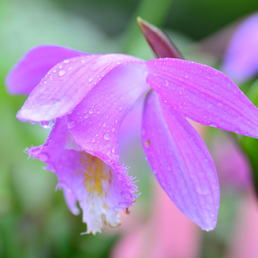 Pleione Tongariro - Orchidée terrestre