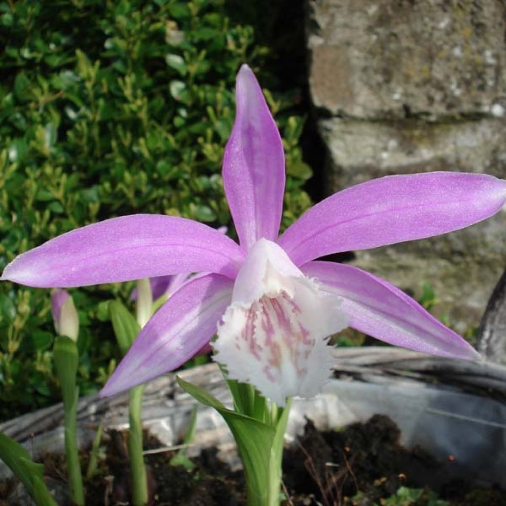 Pleione formosana