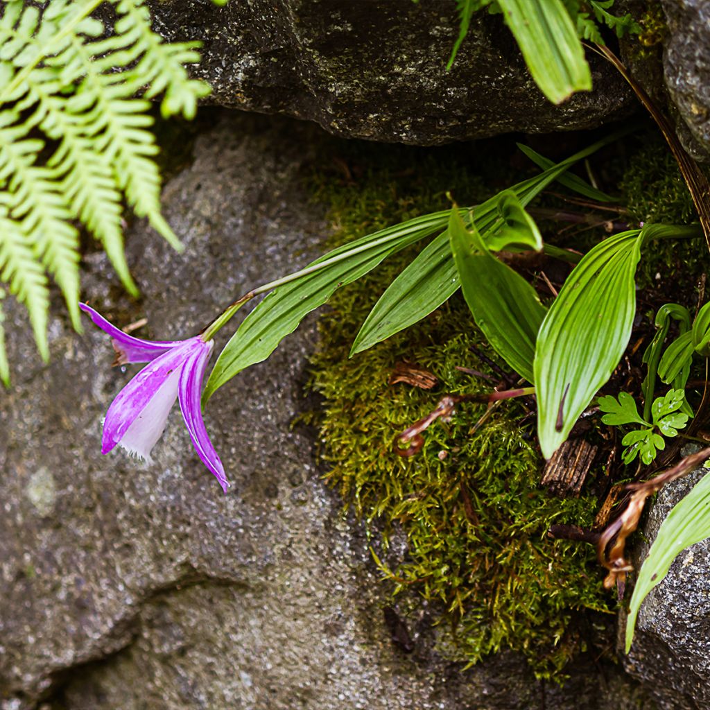 Pleione formosana