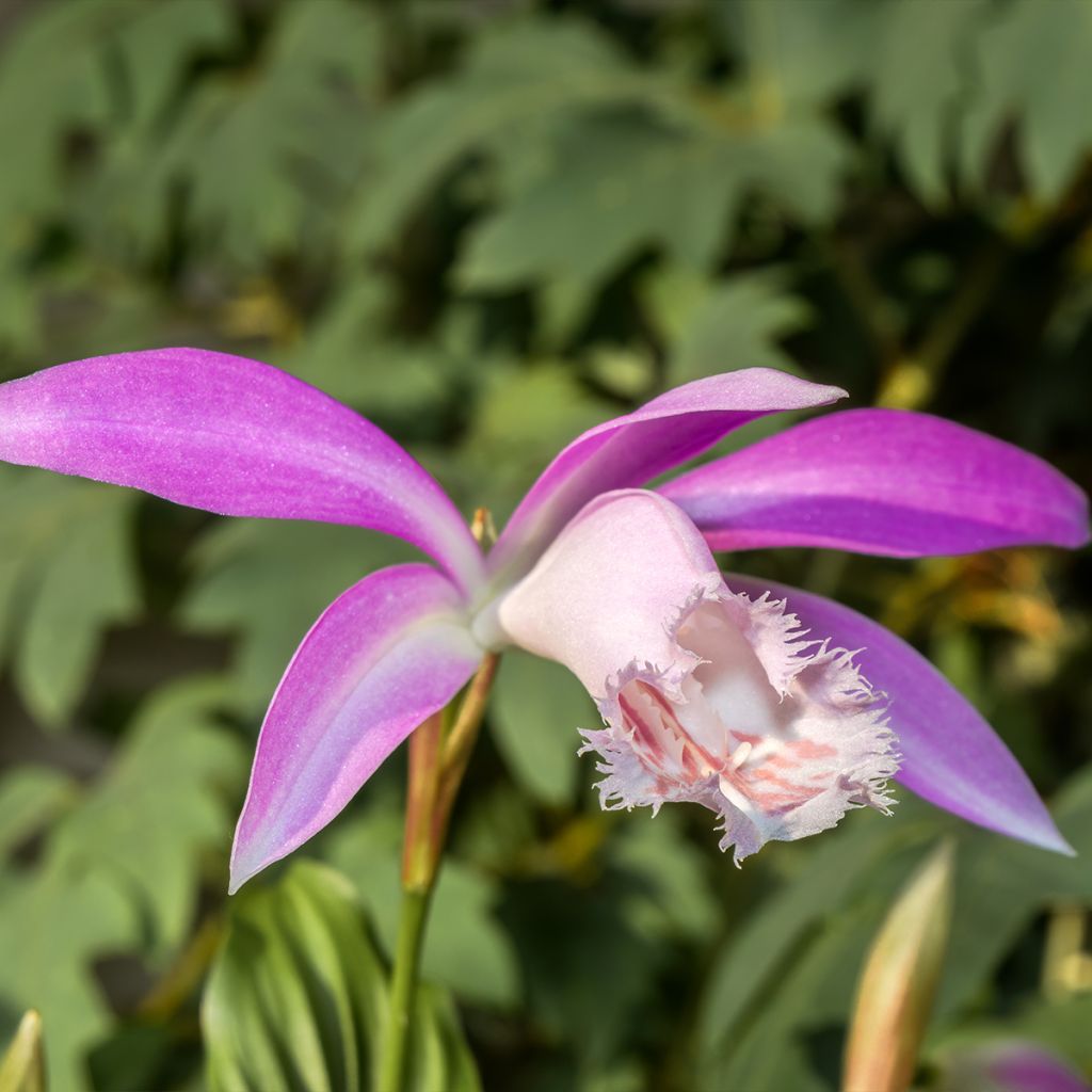 Pleione formosana