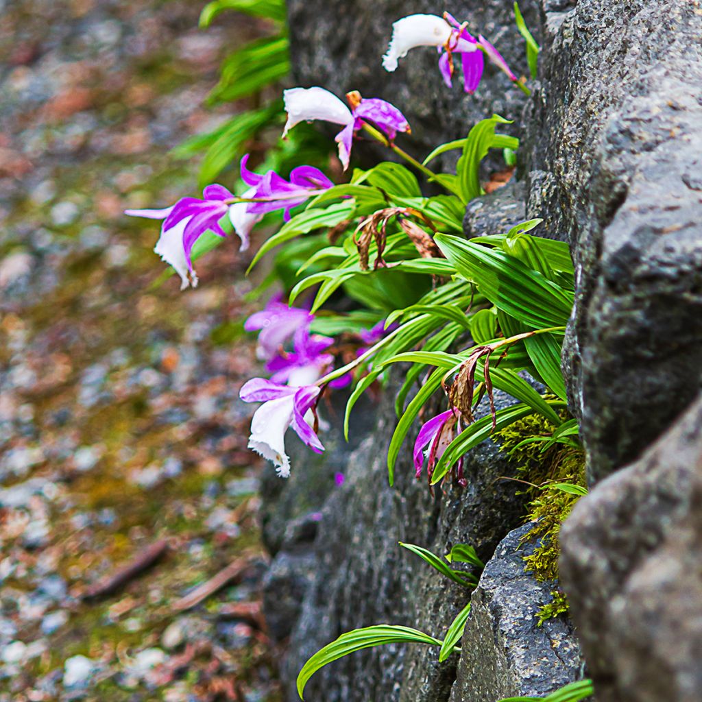 Pleione formosana