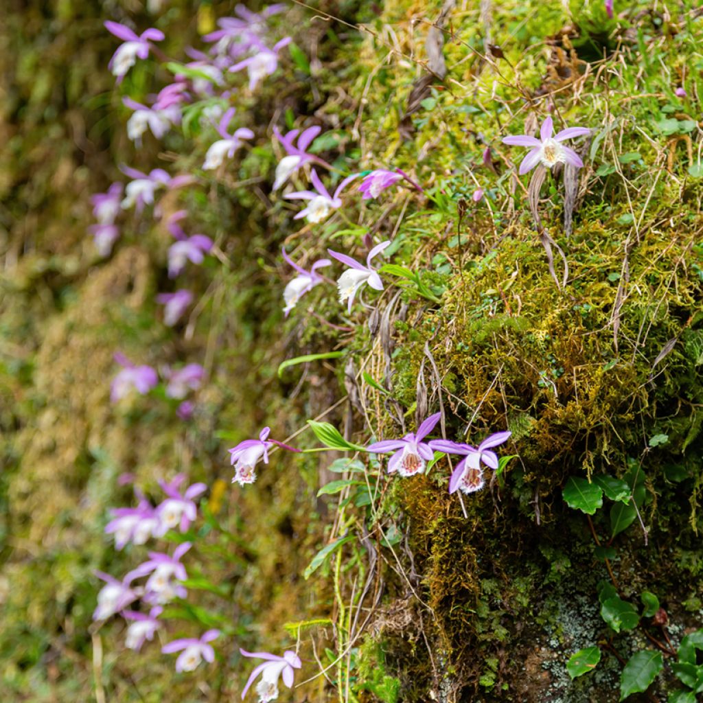 Pleione formosana