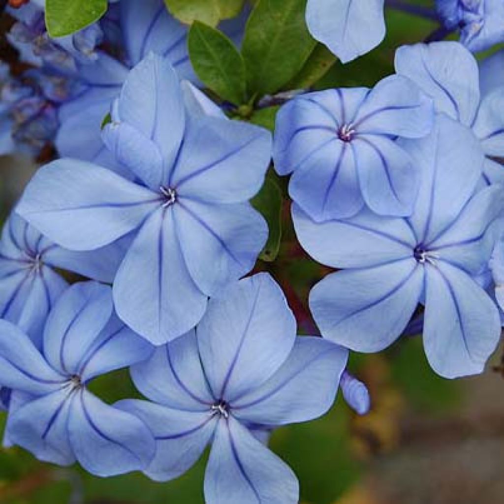 Plumbago auriculata - Dentelaire du Cap