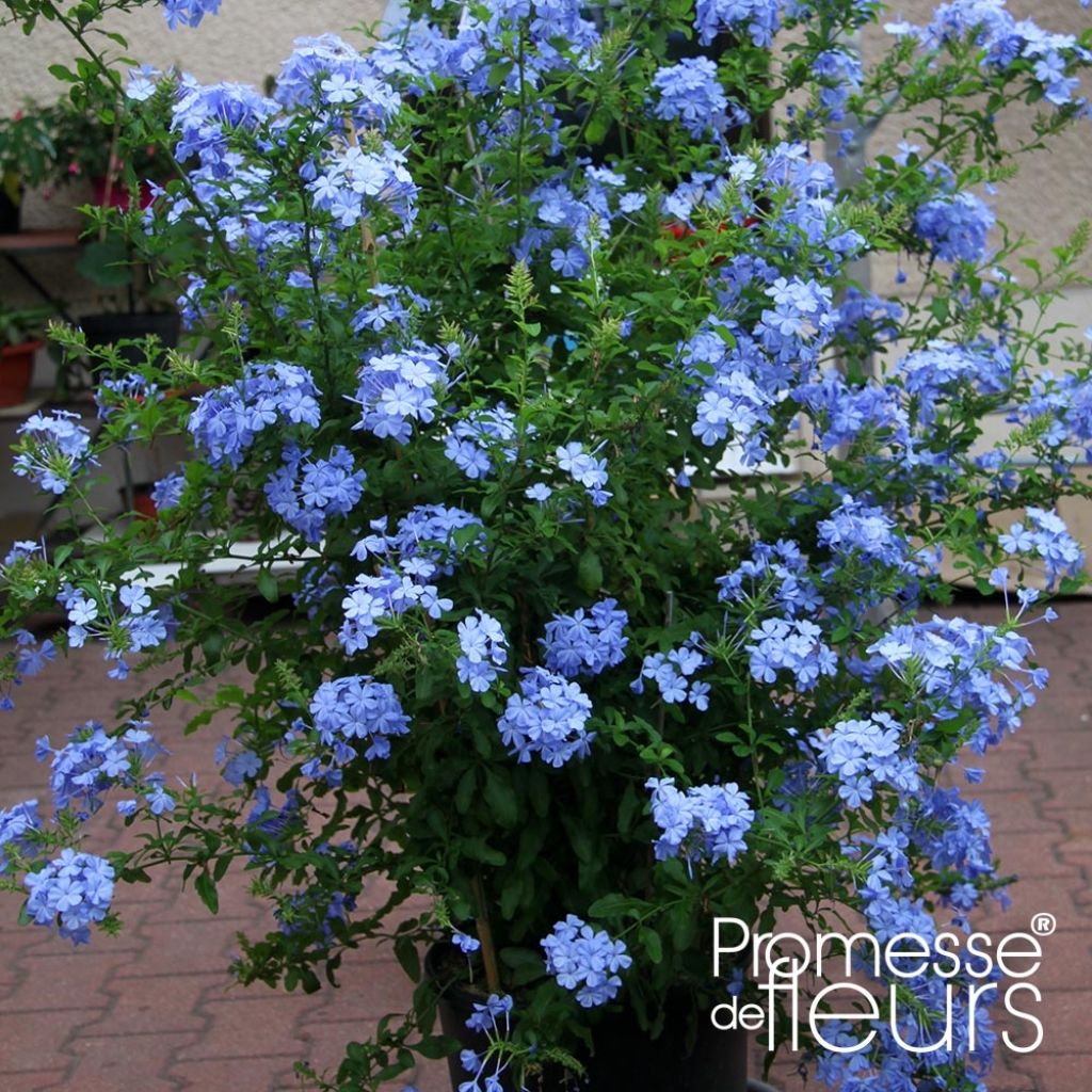 Plumbago auriculata Dark Blue - Plumbago du Cap Dark Blue 