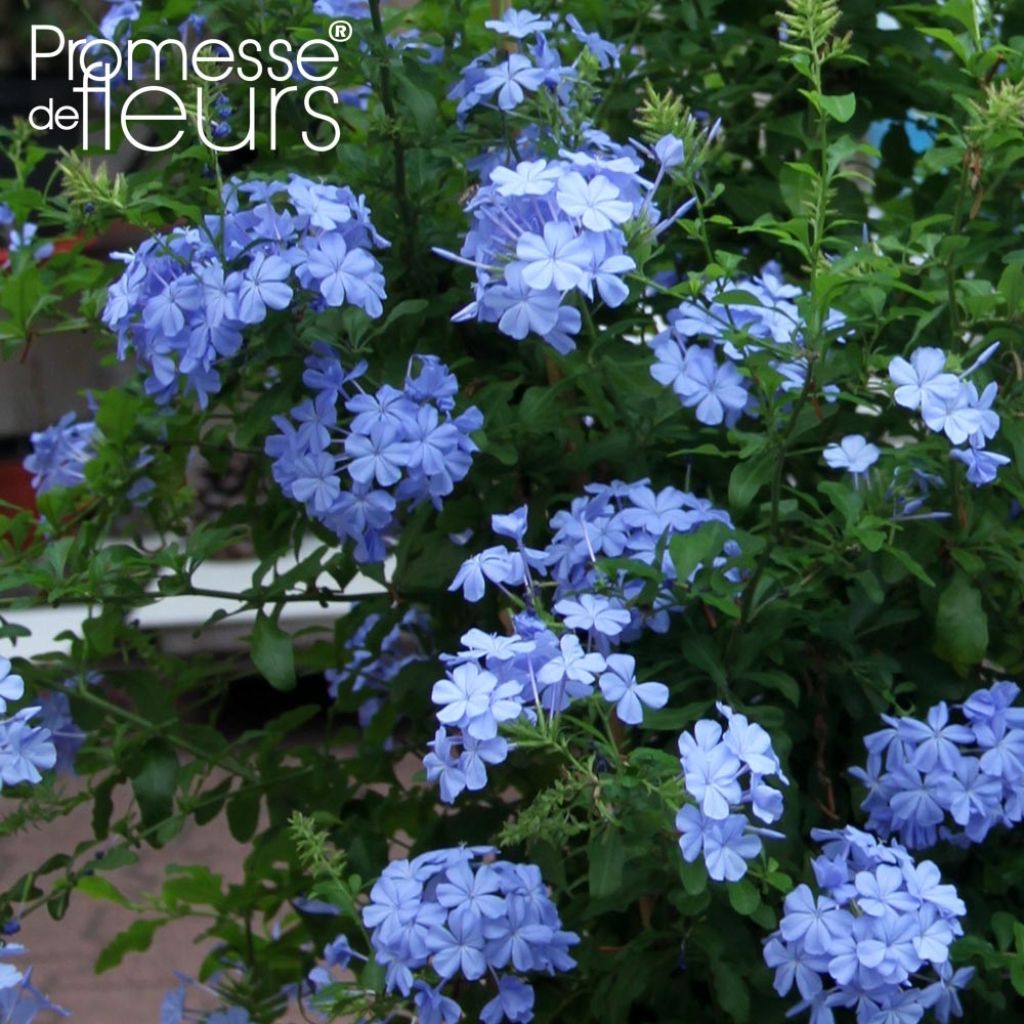 Plumbago auriculata Dark Blue - Plumbago du Cap Dark Blue 