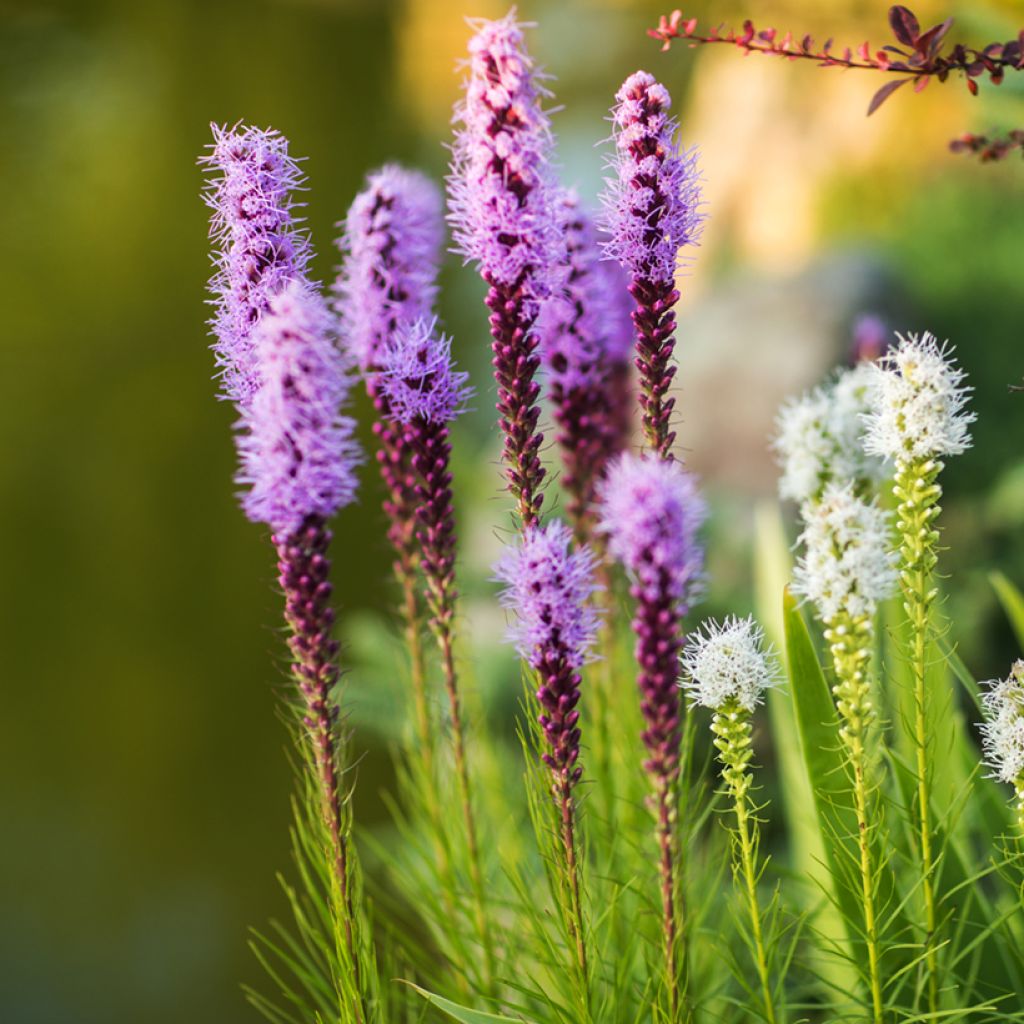 Liatris spicata Kobold - Densa estrella ardiente