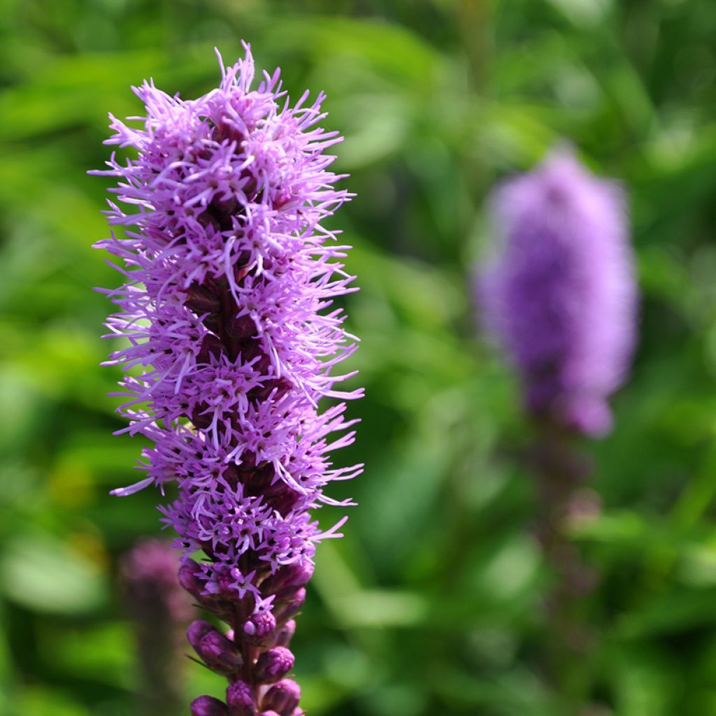 Liatris spicata Kobold - Densa estrella ardiente