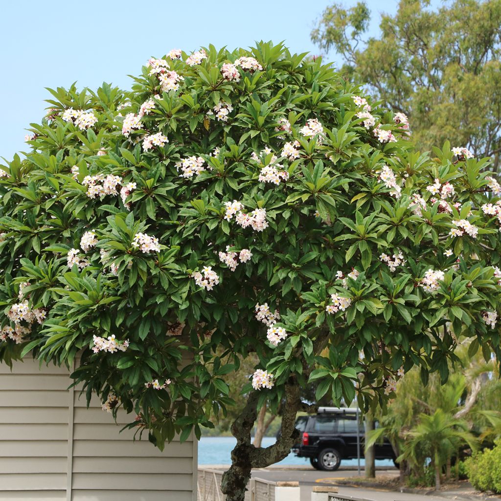 Plumeria obtusa - Frangipanier