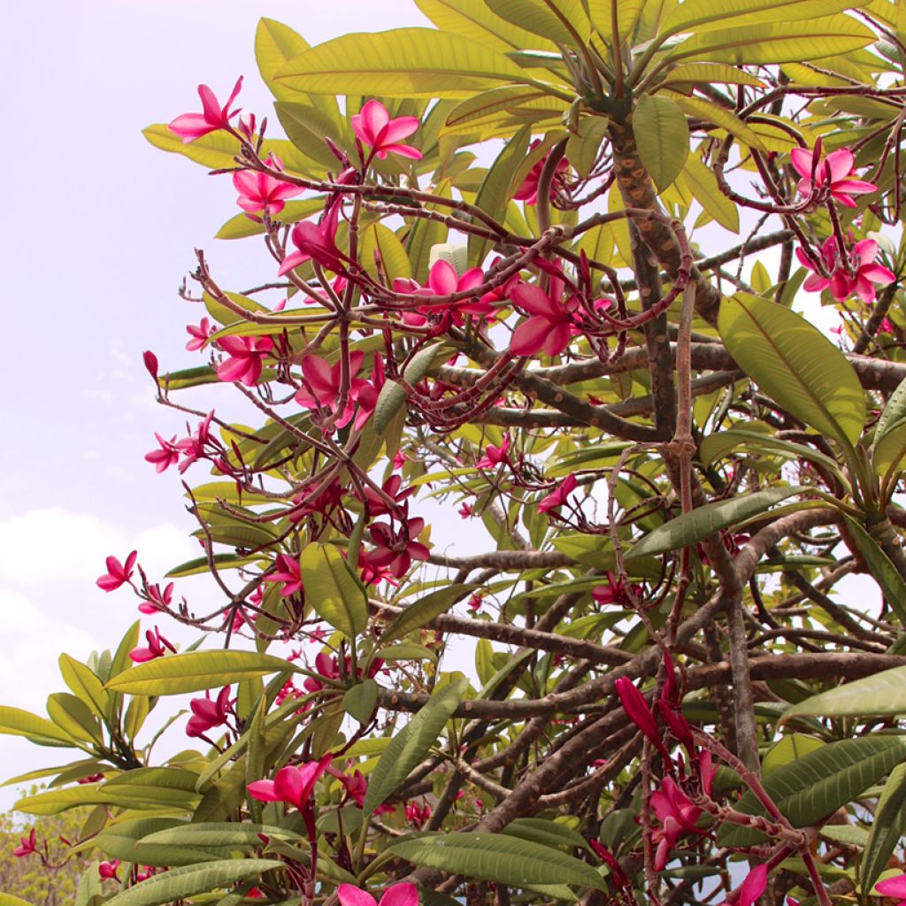 Plumeria rubra - Frangipanier rouge ou commun