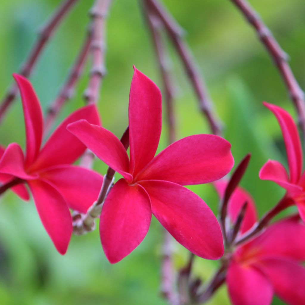 Plumeria rubra - Frangipanier rouge ou commun