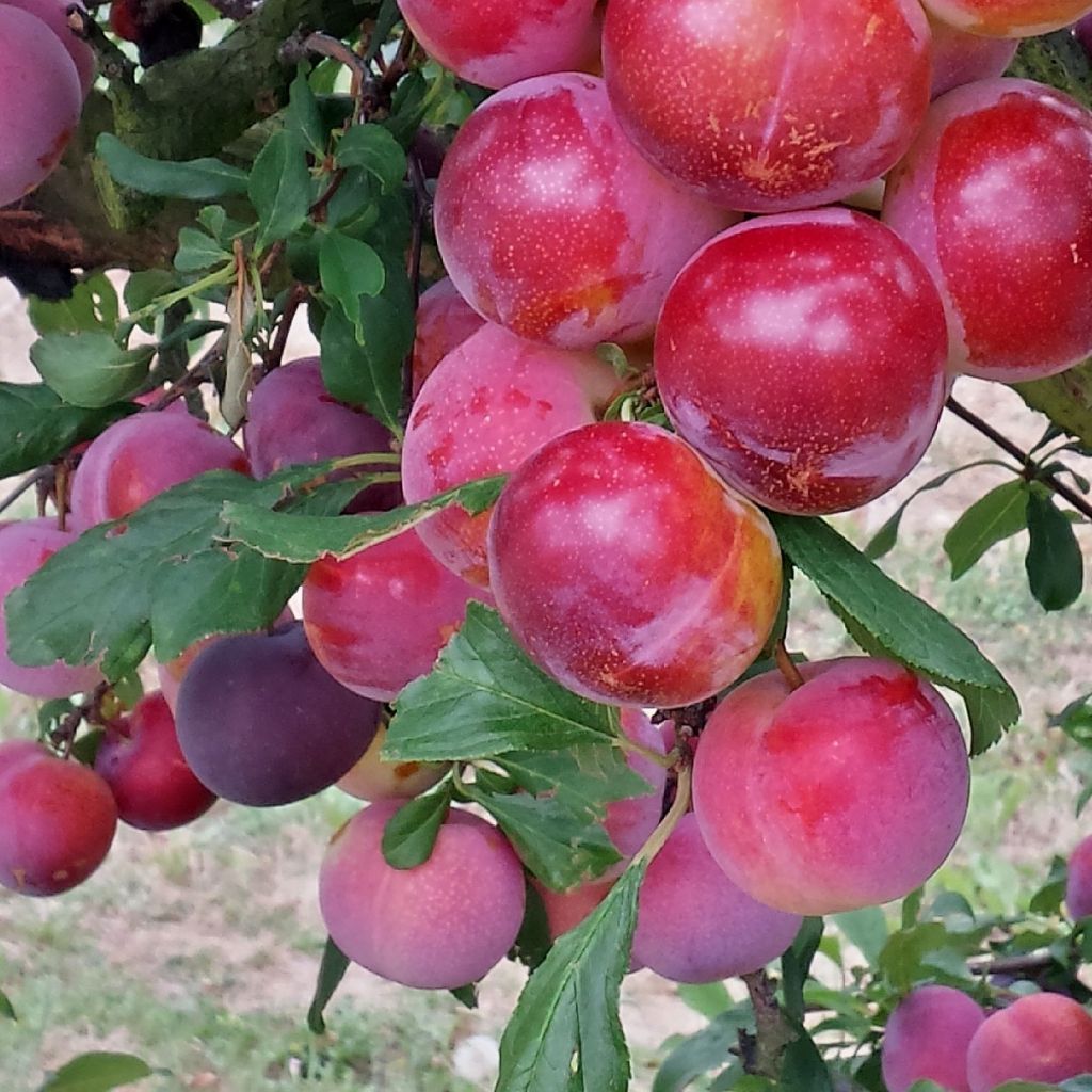 Ciruelo Pluot Pink Candy