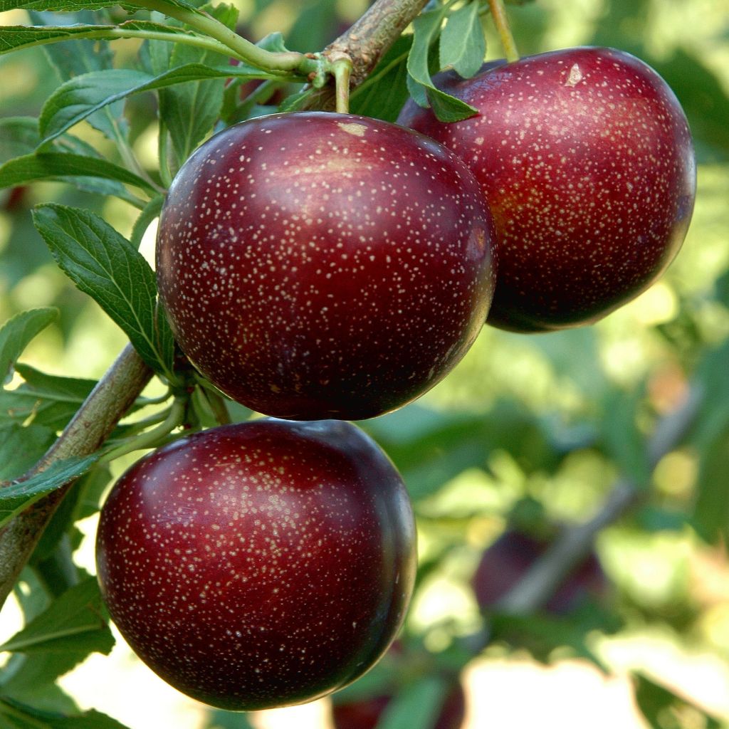 Ciruelo Pluot Purple Candy