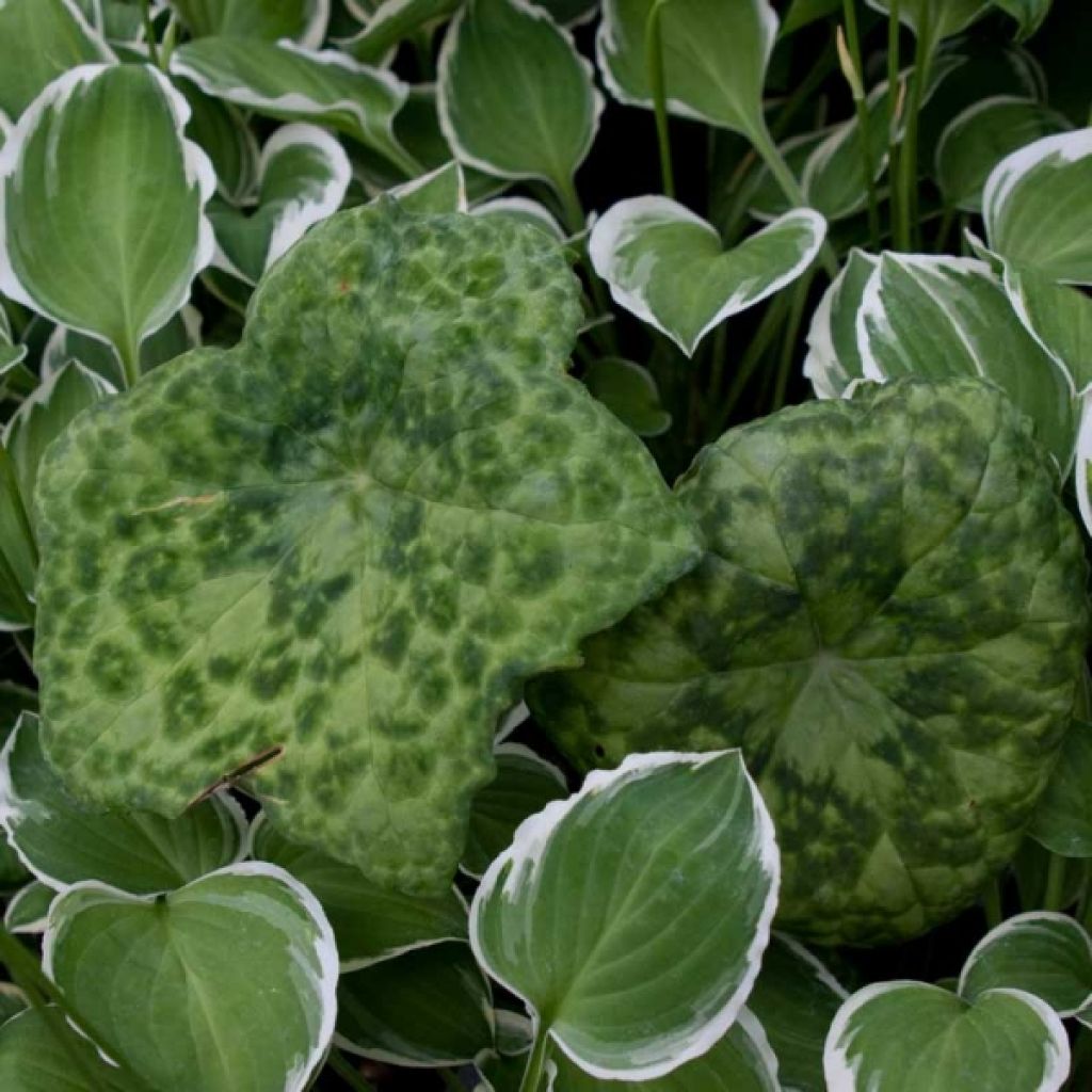 Podophyllum Spotty Dotty