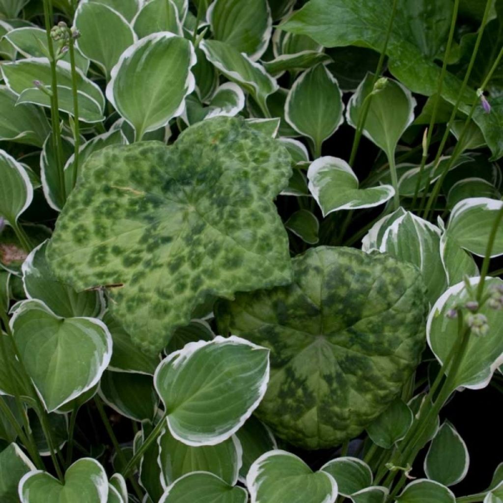 Podophyllum Spotty Dotty