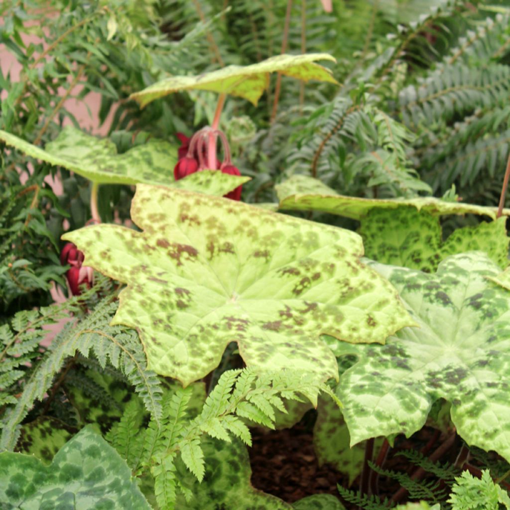 Podophyllum Spotty Dotty