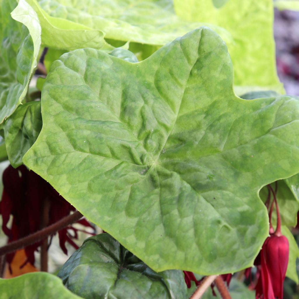 Podophyllum Spotty Dotty