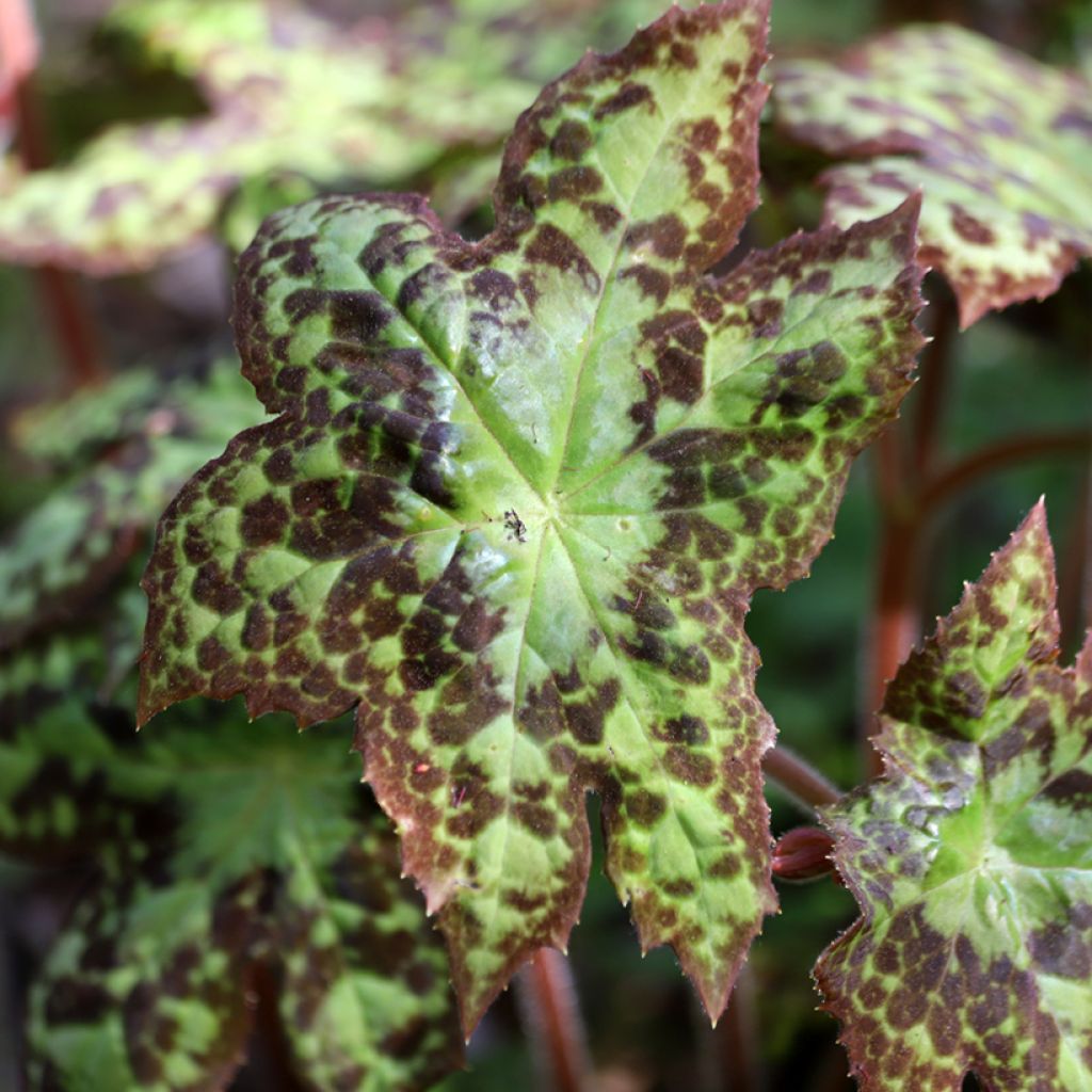 Podophyllum Spotty Dotty