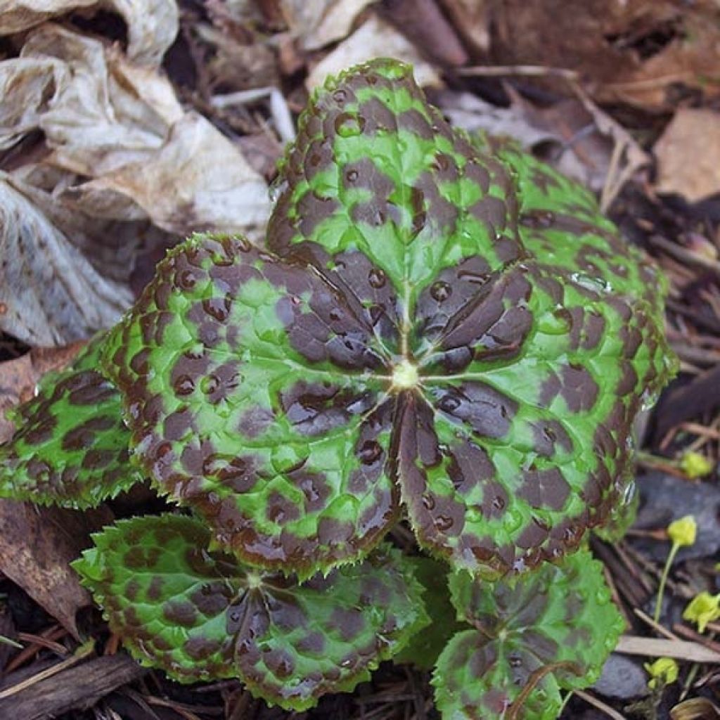 Podophyllum hexandrum