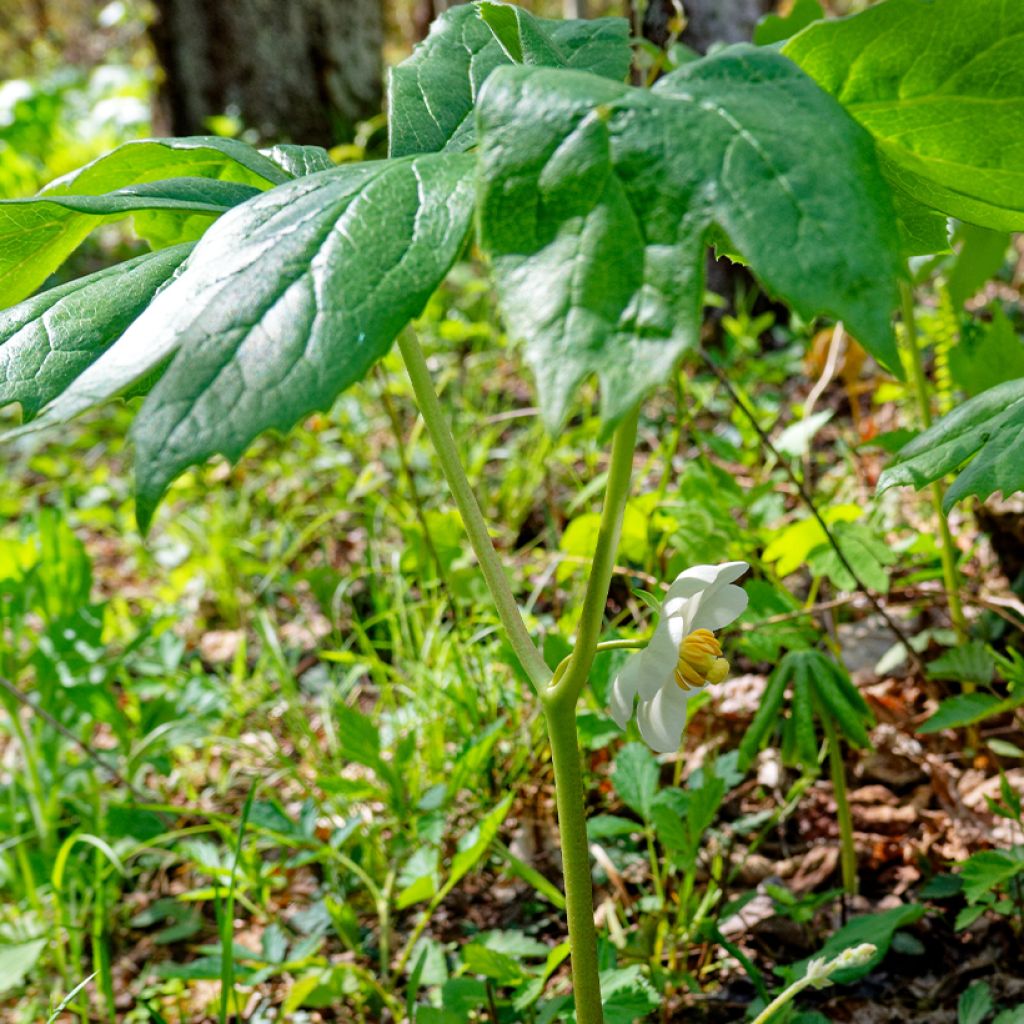 Podophyllum peltatum