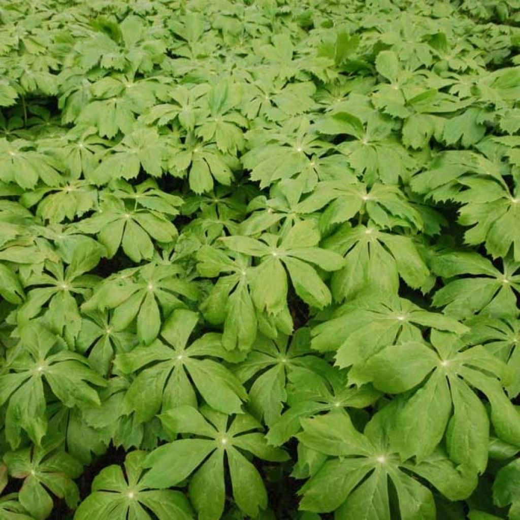 Podophyllum peltatum