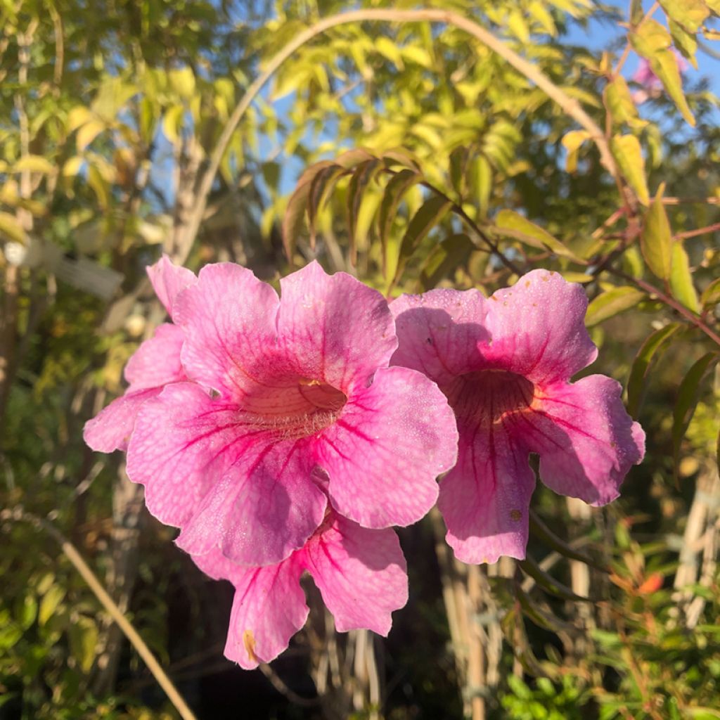 Podranea ricasoliana - Bignonia rosa