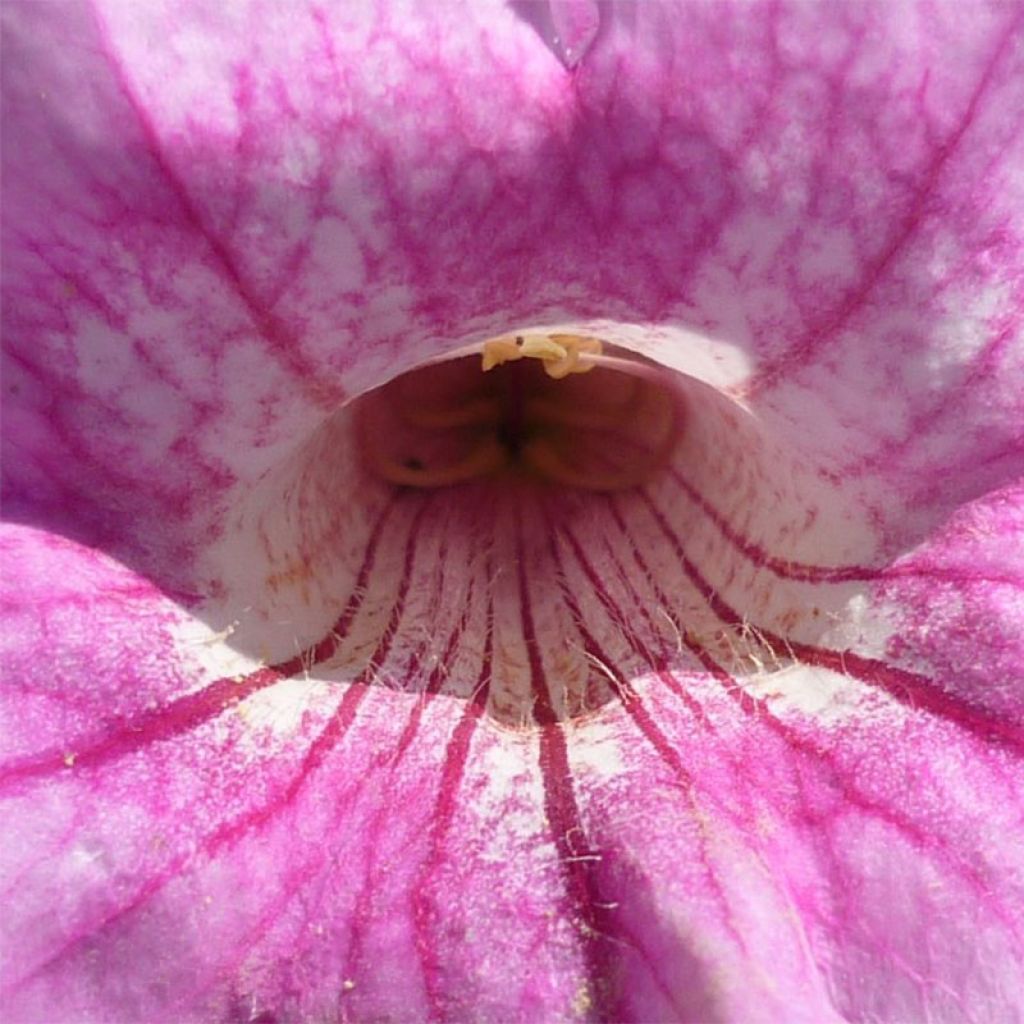 Podranea ricasoliana - Bignonia rosa