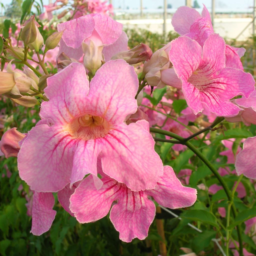 Podranea ricasoliana - Bignonia rosa