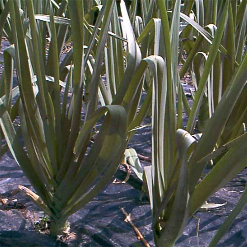 Puerro silvestre BIO - Allium ampeloprasum