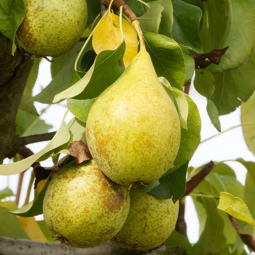 Poirier Beurre Superfin - Pyrus communis