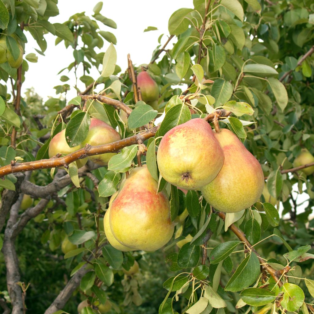 Poirier Clapp’s Favorite - Fruhe Clapps - Pyrus communis Buisson en racines nues