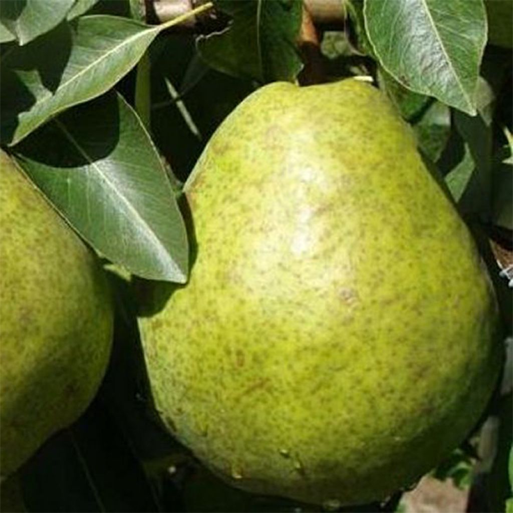 Poirier Duchesse d'Angouleme - Pyrus communis