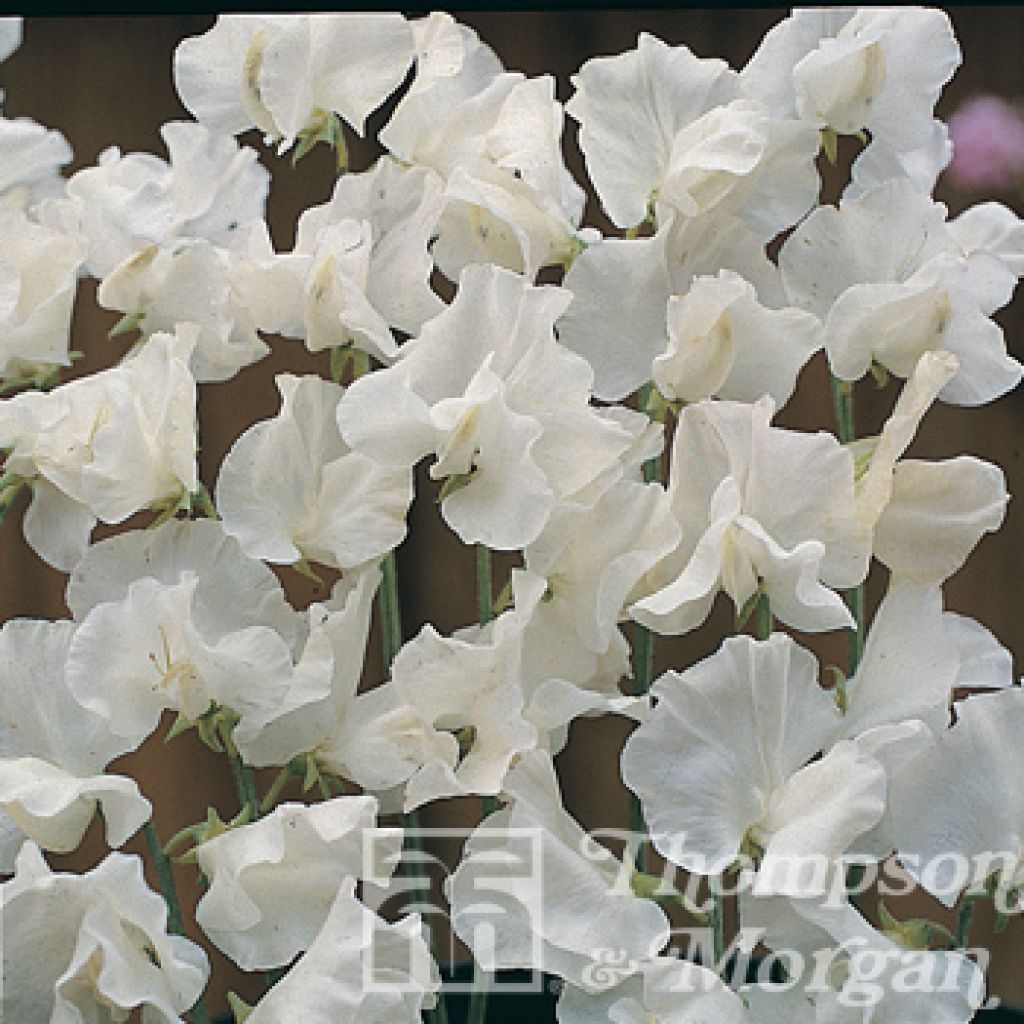 Graines de Pois de Senteur White Suprême - Lathyrus odoratus grandiflora