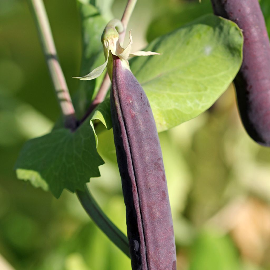 Guisantes verdes Blauwschokker