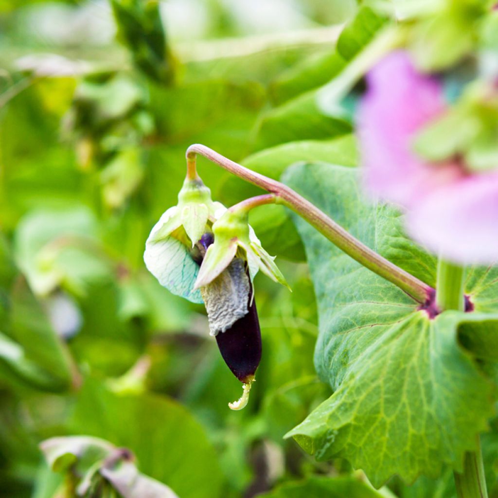 Guisantes verdes Blauwschokker