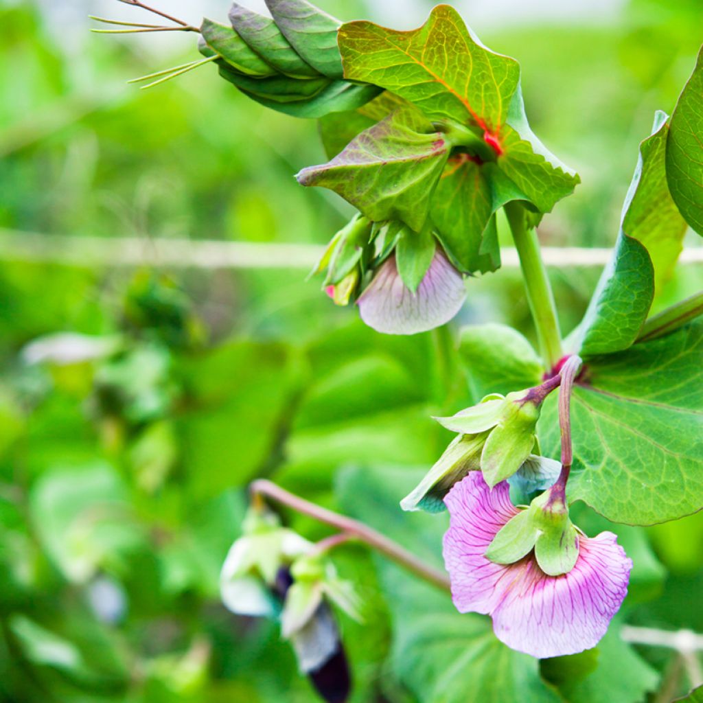 Guisantes verdes Blauwschokker