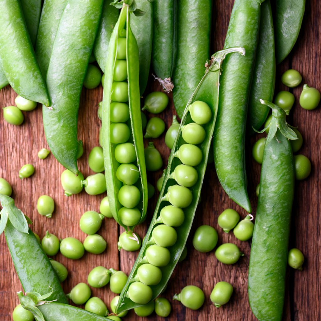 Guisantes verdes Le Généreux