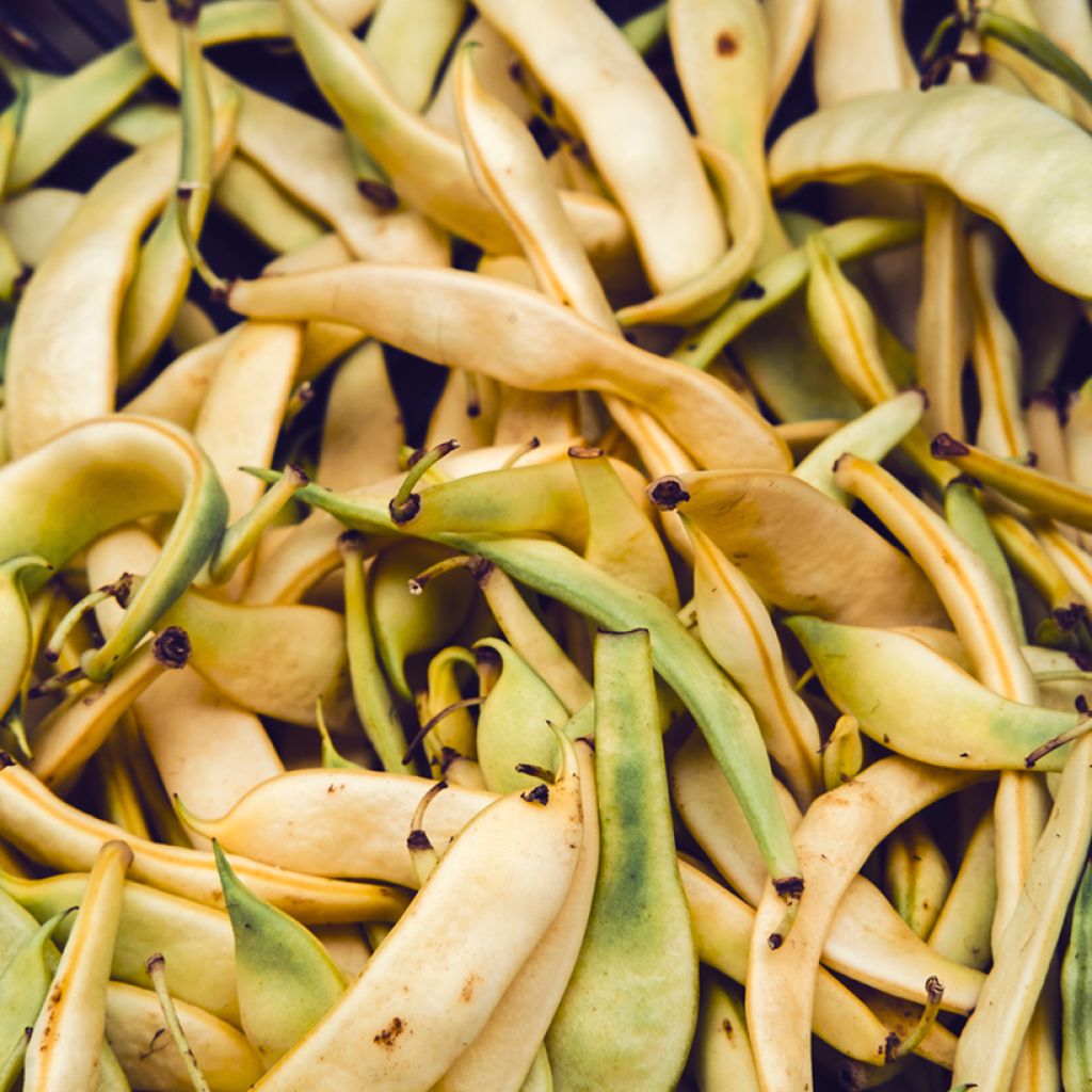 Guisantes verdes Golden Sweet