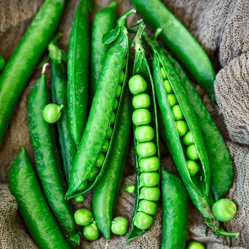 Guisantes verdes Roi des conserves