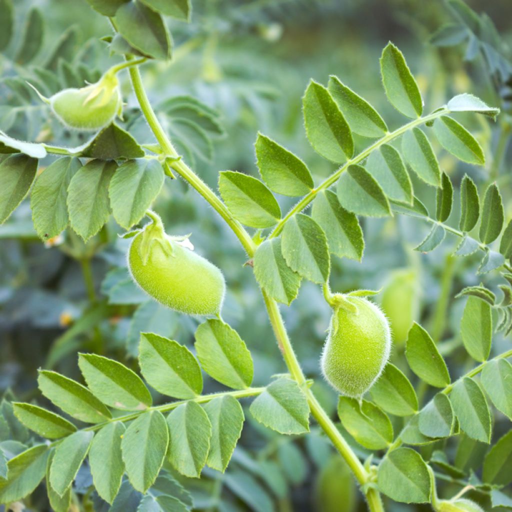 Garbanzo (semillas) - Cicer arietinum