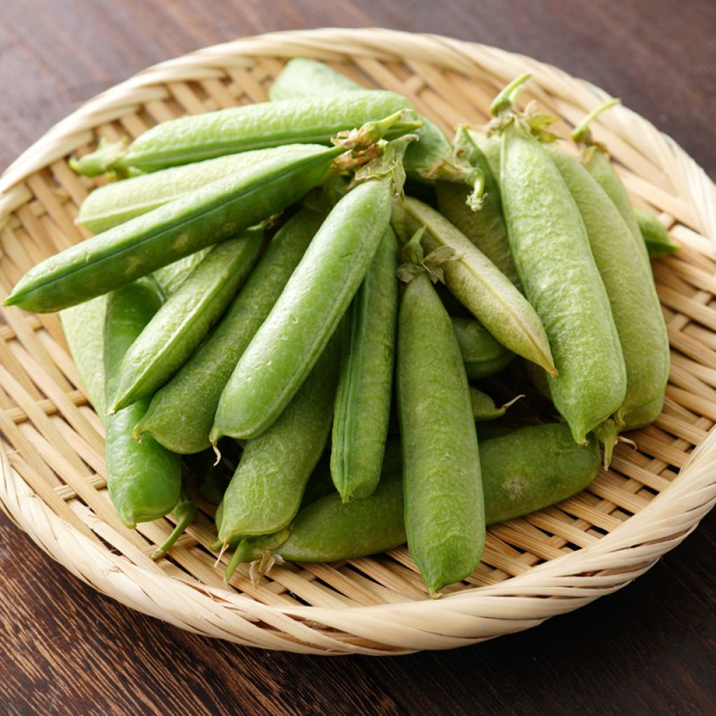 Guisantes verdes Bingo