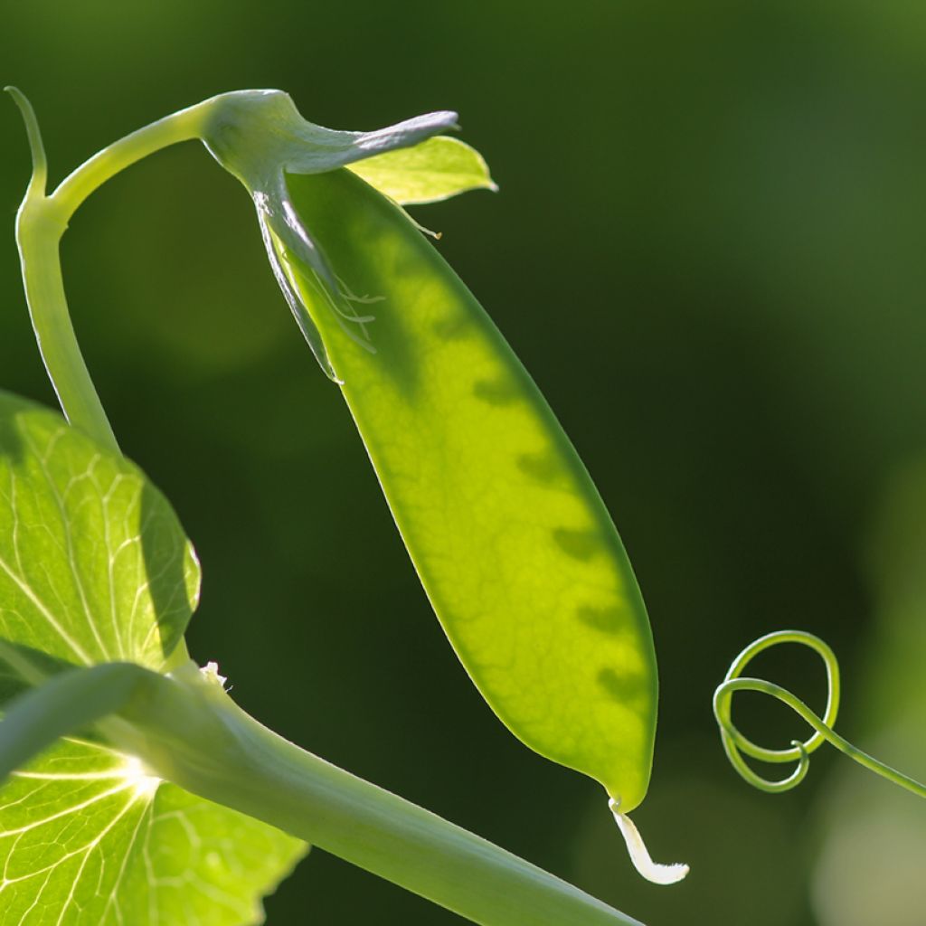 Guisantes verdes Carouby de Maussane - Vilmorin