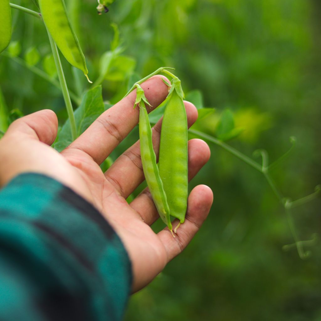 Guisantes verdes Oregon Sugar Pod