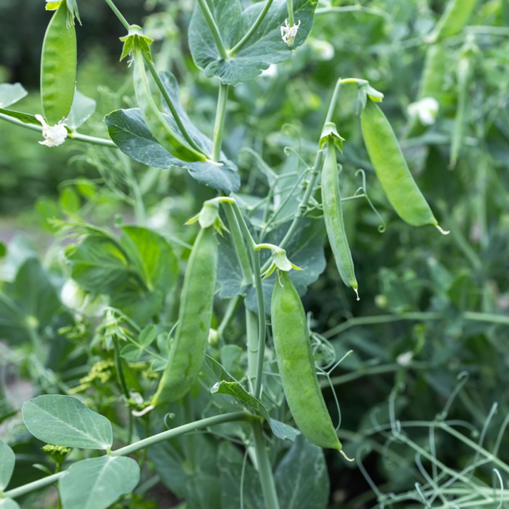 Guisantes verdes Bamby