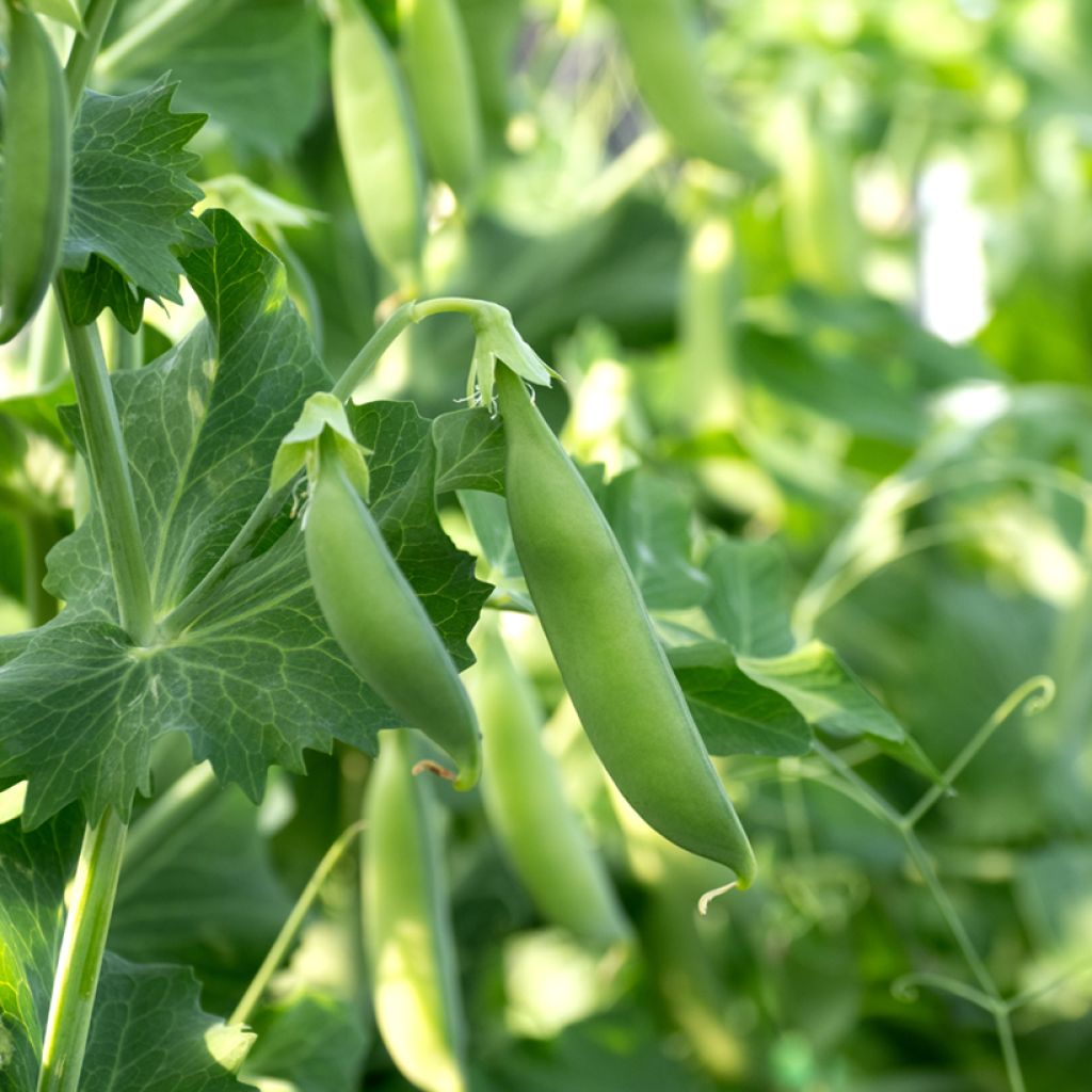 Guisantes verdes Cash