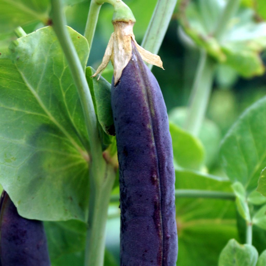 Guisantes verdes Désirée