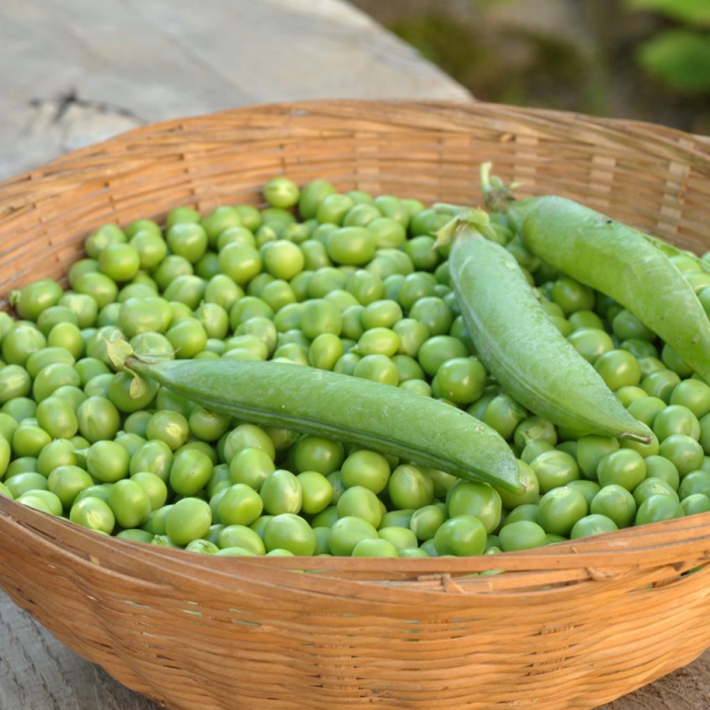 Guisantes verdes Douce Provence - Vilmorin