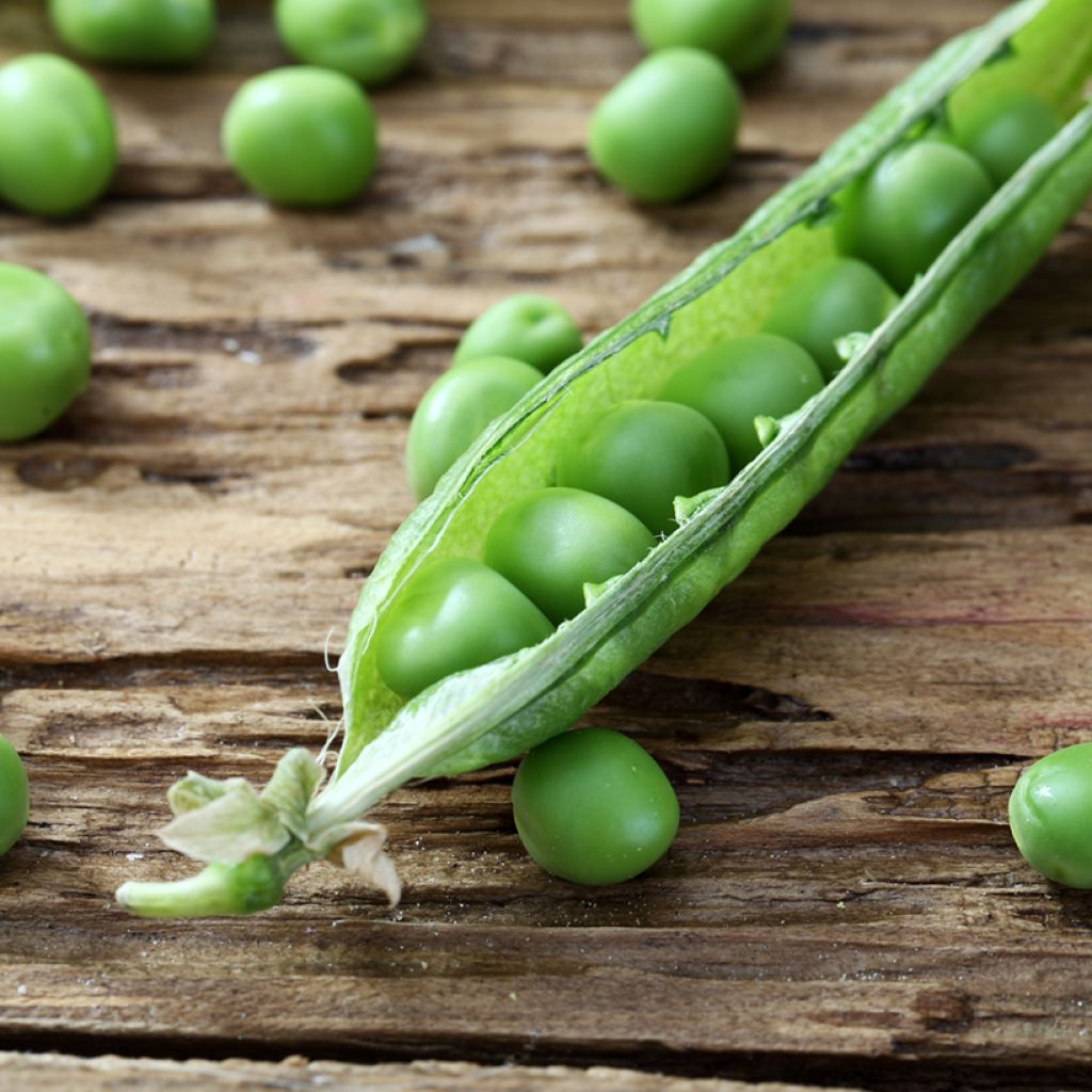 Guisantes verdes Merveille de Kelvedon - Vilmorin