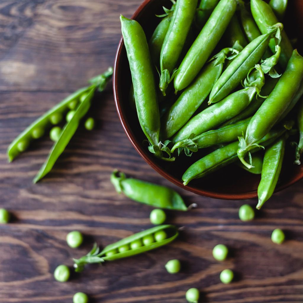 Guisantes verdes Meteor