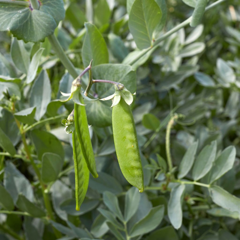 Guisantes verdes Norli