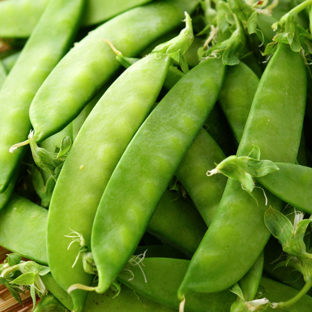 Guisantes verdes Norli Bio - Ferme de Sainte Marthe